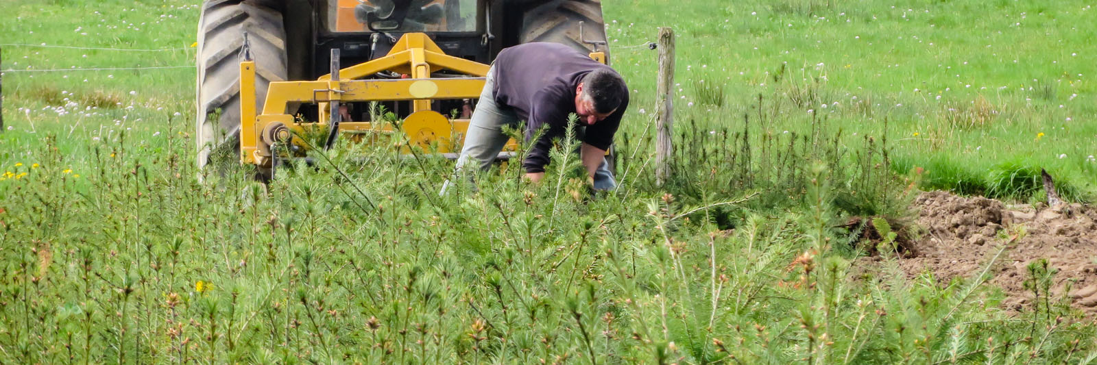 Production de résineux par Pichon Pepinieriste Raucoules