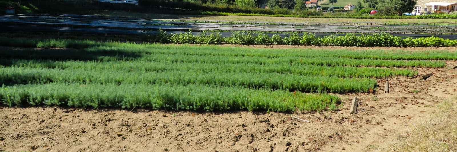 Production de résineux par Pichon Pepinieriste Raucoules