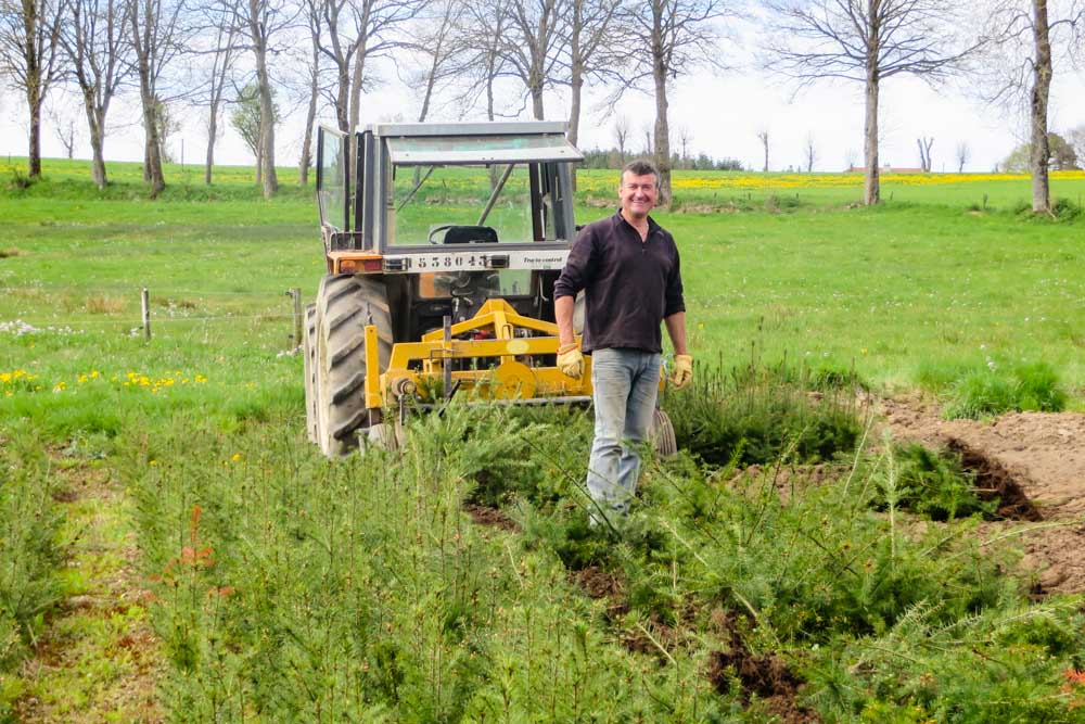 Arrachache des plants de résineux par Pichon Pépinériste