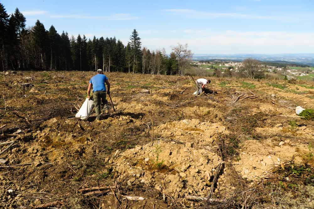 Mise en place de plants dans le cadre du reboisement