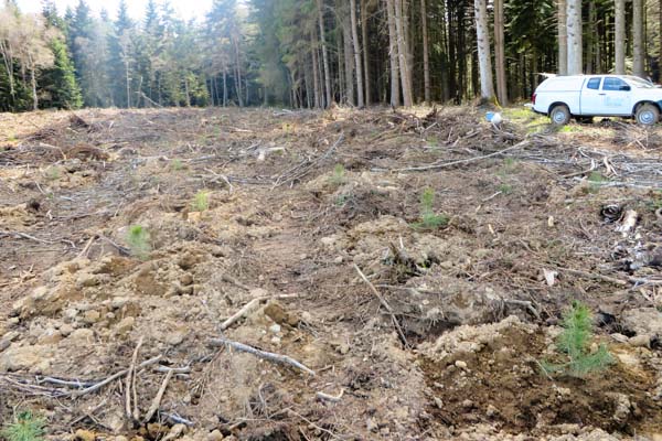Reboisement de forêts par Pichon Pépiniériste